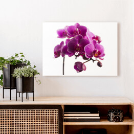 Ciemna, purpurowa orchidea odizolowywająca na białym tle