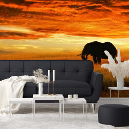 Fototapeta winylowa zmywalna Osamotniony słoń o zachodzie słońca