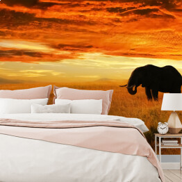 Fototapeta winylowa zmywalna Osamotniony słoń o zachodzie słońca