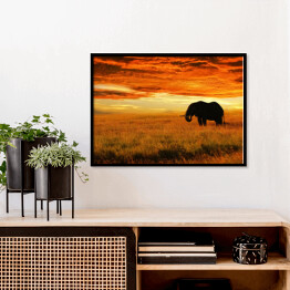 Plakat w ramie Osamotniony słoń o zachodzie słońca