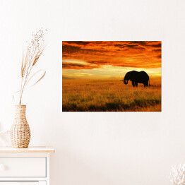 Plakat samoprzylepny Osamotniony słoń o zachodzie słońca