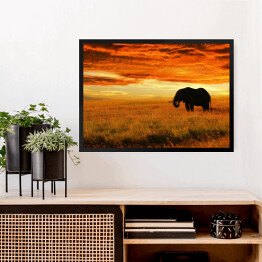 Obraz w ramie Osamotniony słoń o zachodzie słońca