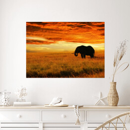 Plakat samoprzylepny Osamotniony słoń o zachodzie słońca
