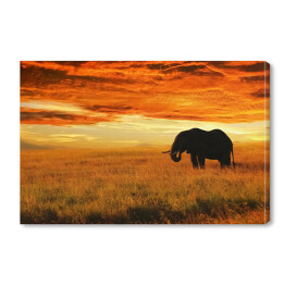 Obraz na płótnie Osamotniony słoń o zachodzie słońca