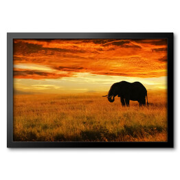 Obraz w ramie Osamotniony słoń o zachodzie słońca