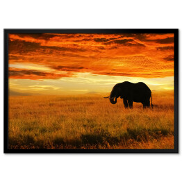 Plakat w ramie Osamotniony słoń o zachodzie słońca