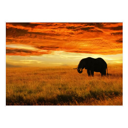 Plakat Osamotniony słoń o zachodzie słońca