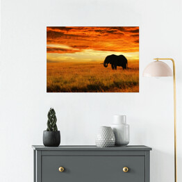 Plakat Osamotniony słoń o zachodzie słońca