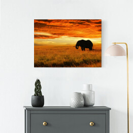 Obraz na płótnie Osamotniony słoń o zachodzie słońca