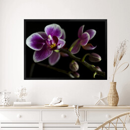 Obraz w ramie Duże purpurowe orchidee na gałęzi z rozmytym zielonym liściem w tle