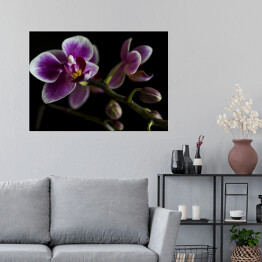 Plakat samoprzylepny Duże purpurowe orchidee na gałęzi z rozmytym zielonym liściem w tle