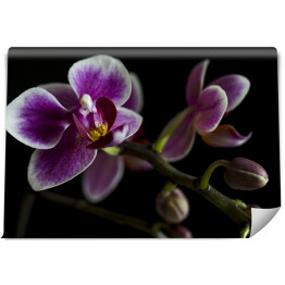 Duże purpurowe orchidee na gałęzi z rozmytym zielonym liściem w tle