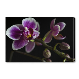 Obraz na płótnie Duże purpurowe orchidee na gałęzi z rozmytym zielonym liściem w tle