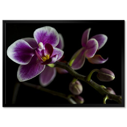 Plakat w ramie Duże purpurowe orchidee na gałęzi z rozmytym zielonym liściem w tle