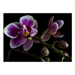 Plakat samoprzylepny Duże purpurowe orchidee na gałęzi z rozmytym zielonym liściem w tle