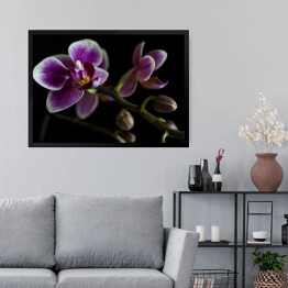 Obraz w ramie Duże purpurowe orchidee na gałęzi z rozmytym zielonym liściem w tle