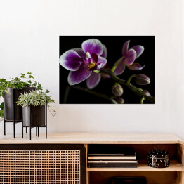 Plakat Duże purpurowe orchidee na gałęzi z rozmytym zielonym liściem w tle