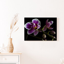 Obraz na płótnie Duże purpurowe orchidee na gałęzi z rozmytym zielonym liściem w tle