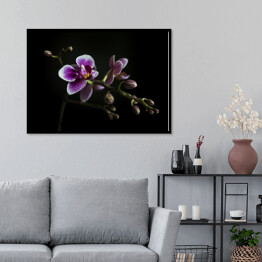 Plakat w ramie Purpurowe orchidee na gałęzi z rozmytym zielonym liściem w tle