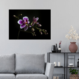 Plakat samoprzylepny Purpurowe orchidee na gałęzi z rozmytym zielonym liściem w tle