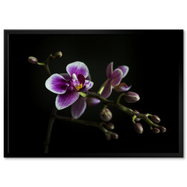 Plakat w ramie Purpurowe orchidee na gałęzi z rozmytym zielonym liściem w tle