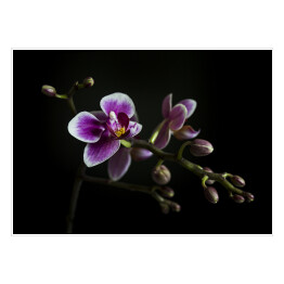 Purpurowe orchidee na gałęzi z rozmytym zielonym liściem w tle