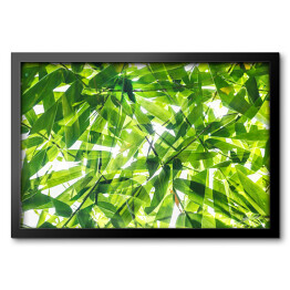 Obraz w ramie Zielony bambusowy liść na białym tle