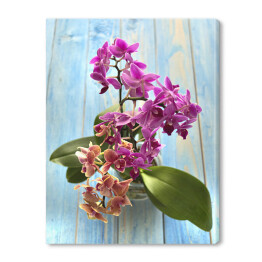 Obraz na płótnie Fioletowa orchidea na błękitnej drewnianej desce