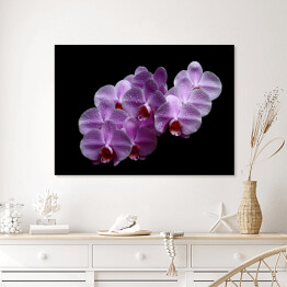Plakat w ramie Purpurowa różowa orchidea z kroplami wody na czarnym tle