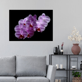 Plakat Purpurowa różowa orchidea z kroplami wody na czarnym tle