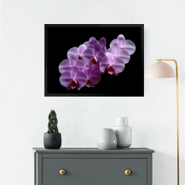 Obraz w ramie Purpurowa różowa orchidea z kroplami wody na czarnym tle