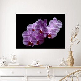 Plakat samoprzylepny Purpurowa różowa orchidea z kroplami wody na czarnym tle