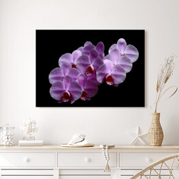 Obraz na płótnie Purpurowa różowa orchidea z kroplami wody na czarnym tle