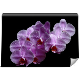 Purpurowa różowa orchidea z kroplami wody na czarnym tle