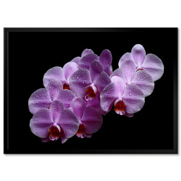 Plakat w ramie Purpurowa różowa orchidea z kroplami wody na czarnym tle