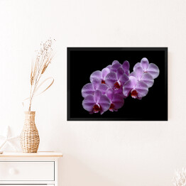 Obraz w ramie Purpurowa różowa orchidea z kroplami wody na czarnym tle