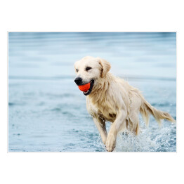 Plakat Golden retriever bawiący się piłką w wodzie