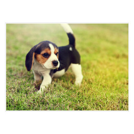 Plakat Śliczny młody beagle bawiący się w ogrodzie