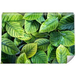 Fototapeta winylowa zmywalna Świeże tropikalne zielone liście z kroplami deszczu