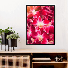 Obraz w ramie Piękny ciemnoróżowy storczykowy kwiat