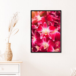 Plakat w ramie Piękny ciemnoróżowy storczykowy kwiat