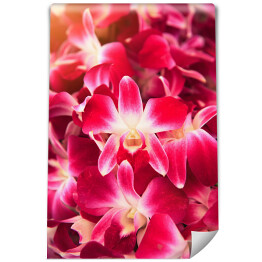Fototapeta Piękny ciemnoróżowy storczykowy kwiat