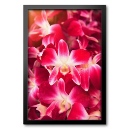 Obraz w ramie Piękny ciemnoróżowy storczykowy kwiat