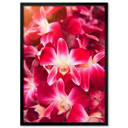 Plakat w ramie Piękny ciemnoróżowy storczykowy kwiat