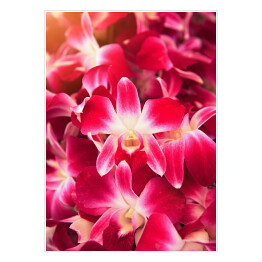 Plakat Piękny ciemnoróżowy storczykowy kwiat