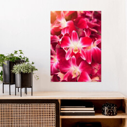 Plakat Piękny ciemnoróżowy storczykowy kwiat