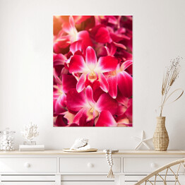 Plakat samoprzylepny Piękny ciemnoróżowy storczykowy kwiat