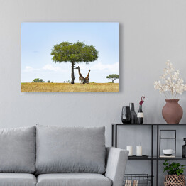 Obraz na płótnie Żyrafy pod drzewem