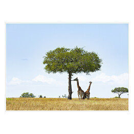 Plakat Żyrafy pod drzewem