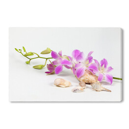 Obraz na płótnie Kolorowy kwiat orchidei przy muszlach morskich